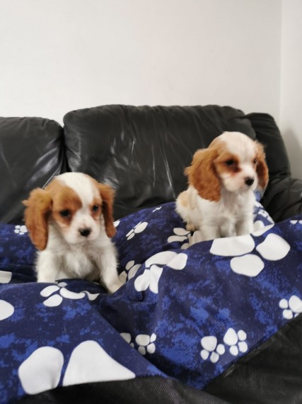 12 weeks old Cavalier King Charles Spaniel puppies for sale Email us at jl245289@gmail.com Image eClassifieds4u