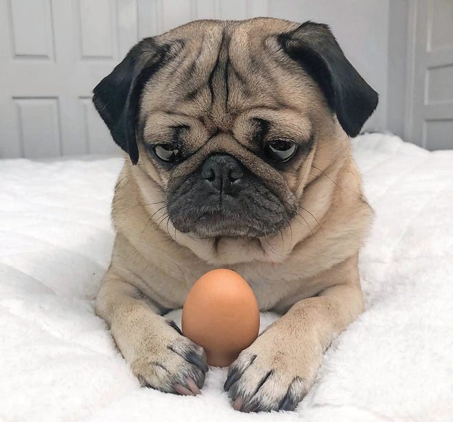 HEALTHY CKC MALE 🐶 FEMALE 2021 PUG PUPPIES Image eClassifieds4u