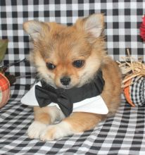 🟥🍁🟥 LOVELY ✅ CANADIAN CHIHUAHUA 💕💕 PUPPIES 🟥🍁🟥 Image eClassifieds4u 2