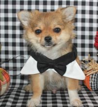 π₯ππ₯ LOVELY β
CANADIAN CHIHUAHUA ππ PUPPIES π₯ππ₯ Image eClassifieds4U