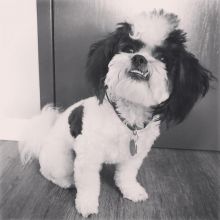 Gorgeous Cavachon Puppies Ready To ReHOME Image eClassifieds4U