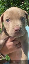 6 week old male pit