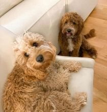 Gorgeous Bichon Frise Puppies Ready To ReHOME