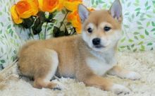 🟥🍁🟥 LOVELY SHIBA INU 🐶 🐶PUPPIES 650$ 🟥🍁🟥