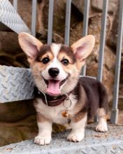 🟥🍁🟥CANADIAN MALE & FEMALE PEMBROKE WELSH CORGI PUPPIES🟥🍁🟥