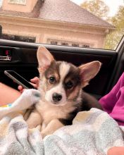 🟥🍁🟥CANADIAN MALE & FEMALE PEMBROKE WELSH CORGI PUPPIES🟥🍁🟥