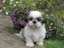 HEALTHY SHIH TZU PUPPIES AVAILABLE FOR ADOPTION