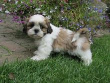 HEALTHY SHIH TZU PUPPIES AVAILABLE FOR ADOPTION