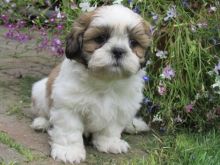 HEALTHY SHIH TZU PUPPIES AVAILABLE FOR ADOPTION