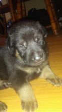 Purebred German Shepherd puppies available for August