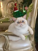Super Cute Persian Kitten for Adoption