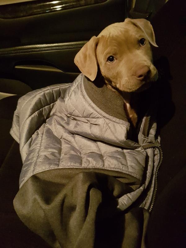 6 week old male pit Image eClassifieds4u