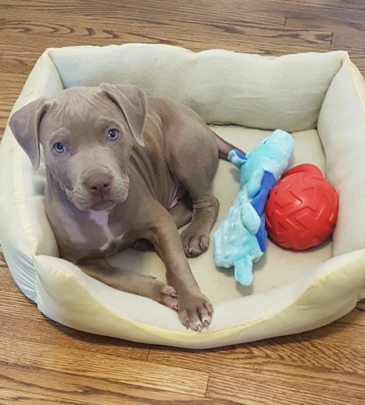 6 week old male pit Image eClassifieds4u