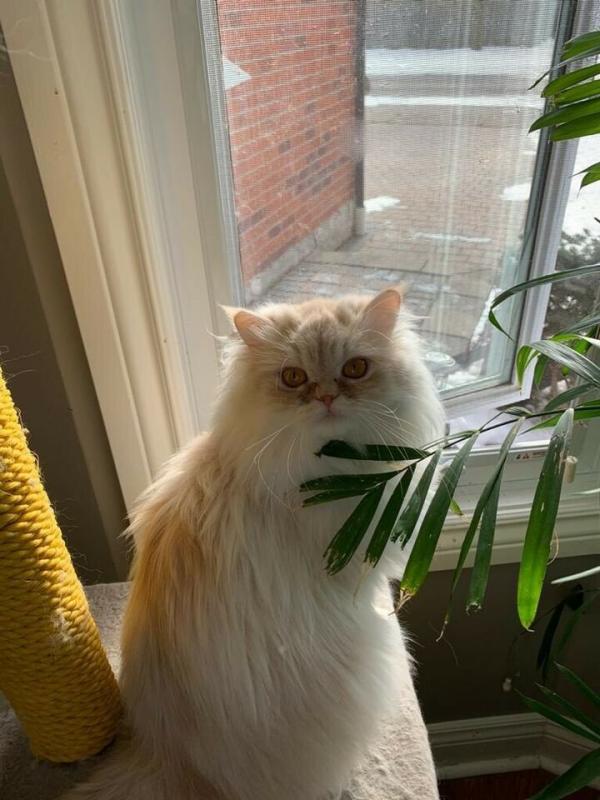 Fluffy Persian Cat 🐱🐱 Image eClassifieds4u