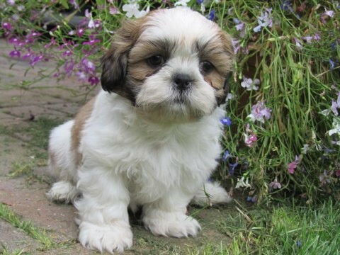 HEALTHY SHIH TZU PUPPIES AVAILABLE FOR ADOPTION Image eClassifieds4u