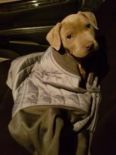 6 week old male pit Image eClassifieds4u 3