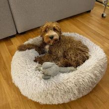 Gorgeous Bichon Frise Puppies Ready To ReHOME Image eClassifieds4U