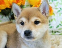 🟥🍁🟥 GORGEOUS SHIBA INU 🐶🐶 PUPPIES 650$ 🟥🍁🟥 Image eClassifieds4u 1