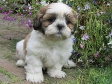 HEALTHY SHIH TZU PUPPIES AVAILABLE FOR ADOPTION Image eClassifieds4U
