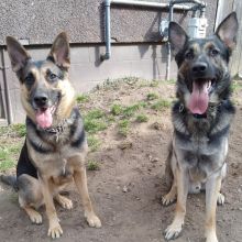 Purebred German Shepherd puppies available for August Image eClassifieds4u 3