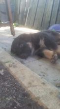 Purebred German Shepherd puppies available for August Image eClassifieds4u 2