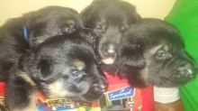 Purebred German Shepherd puppies available for August Image eClassifieds4u 4