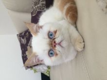 Super Cute Persian Kitten for Adoption Image eClassifieds4u 2