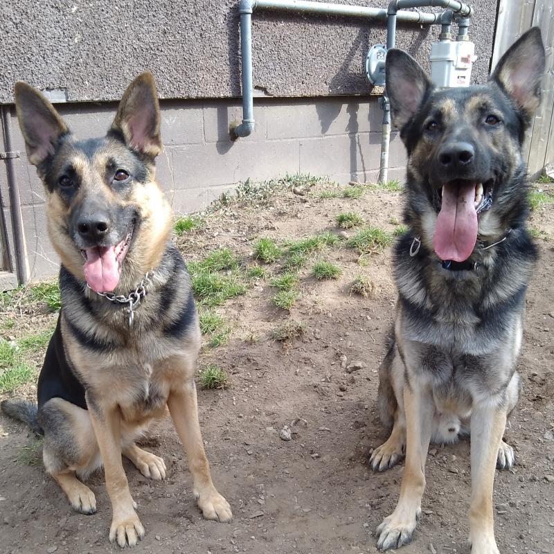 Purebred German Shepherd puppies available for August Image eClassifieds4u