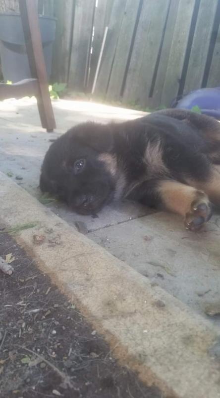 Purebred German Shepherd puppies available for August Image eClassifieds4u