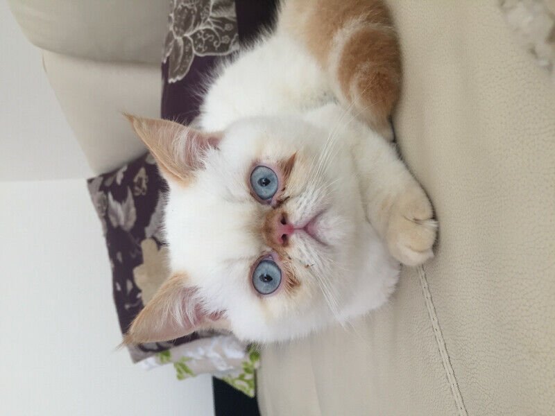Super Cute Persian Kitten for Adoption Image eClassifieds4u