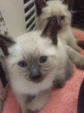 Blue and Seal point Siamese Kittens