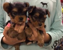 MALE & FEMALE YORKSHIRE TERRIER PUPPIES AVAILABLE FOR ADOPTION