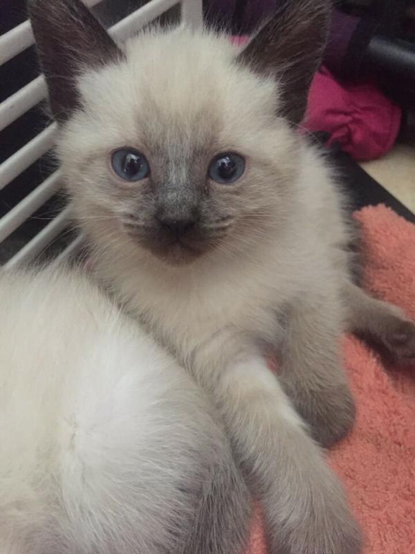 Blue and Seal point Siamese Kittens Image eClassifieds4u