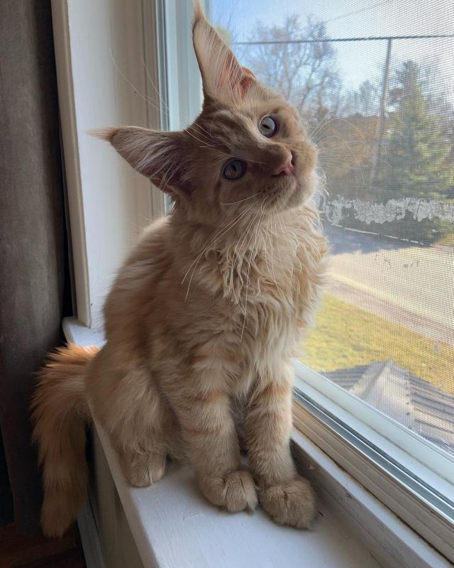 Home Raised Mainecoons Kittens Image eClassifieds4u