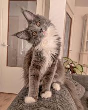 Home Raised Mainecoons Kittens Image eClassifieds4U