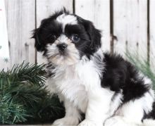 Cute Shih Tzu Puppies available.