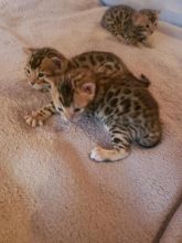 Lovely Bengal kittens