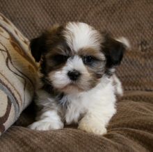 Male and Female Shitzu puppies for adoption