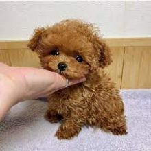 Two Friendly Toy PoodlePuppies