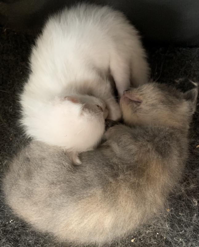 KITTENS FOR SALE Image eClassifieds4u