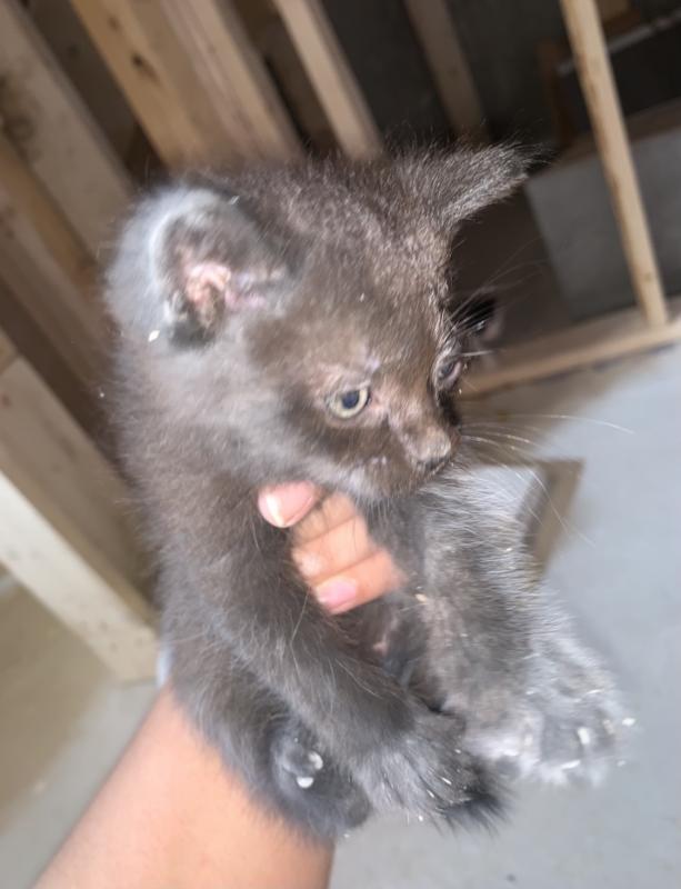 KITTENS FOR SALE Image eClassifieds4u