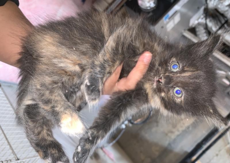 KITTENS FOR SALE Image eClassifieds4u