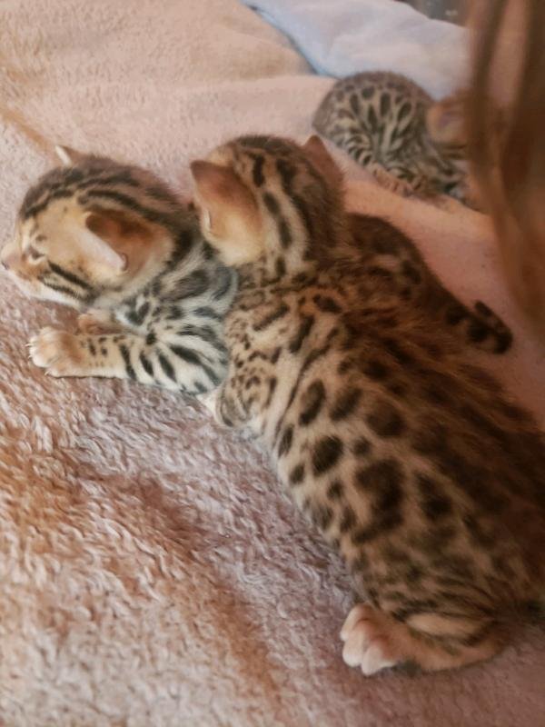 Lovely Bengal kittens Image eClassifieds4u