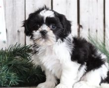 Cute Shih Tzu Puppies available. Image eClassifieds4U