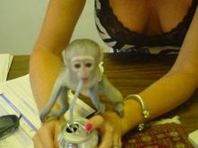 I have 2 capuchin monkeys for adoption Image eClassifieds4U