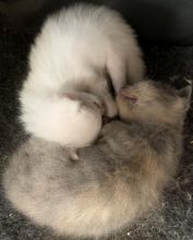 KITTENS FOR SALE Image eClassifieds4u 3