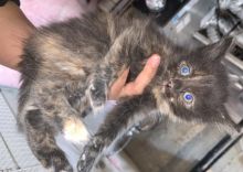 KITTENS FOR SALE Image eClassifieds4u 1