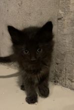 KITTENS FOR SALE Image eClassifieds4u 4