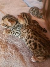 Lovely Bengal kittens Image eClassifieds4u 2