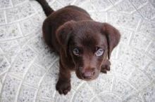 Chocolate Lab Pups